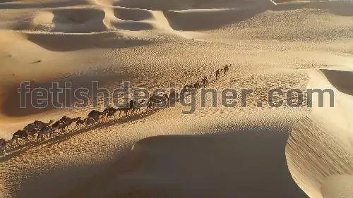 Camel cross the desert in the western part of the sahara