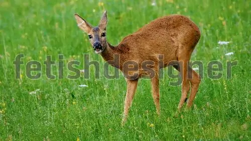 Deer is an ambiguous vernacular name in french which can designate several different species of deer the axis deer or chital the calamian stag kuhls deer the pig deer