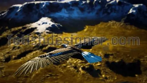 Eagle flying on the mountain
