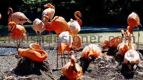 A flock of flamingos in caribbean