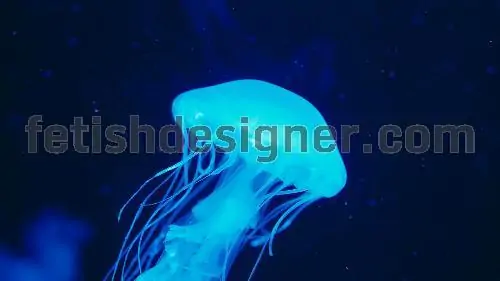 Jellyfish blue illumination jellyfish in dark water and deep ocean creature