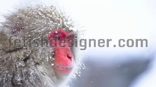 Monkey in the snow