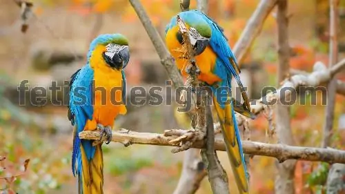 Parrot ukraine color flag