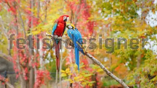 A pair of big parrots sitting on the branch