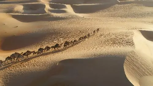 Camel cross the desert in the western part of the sahara
