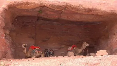 Camel laying in canyon petra jordanie