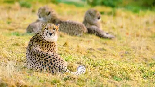 Cheetah- beautiful large cat animal from south africa and central iran known as the fastest land animal