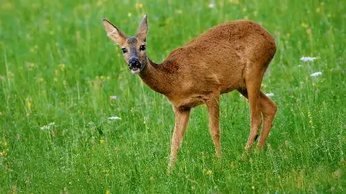 Deer is an ambiguous vernacular name in french which can designate several different species of deer the axis deer or chital the calamian stag kuhls deer the pig deer