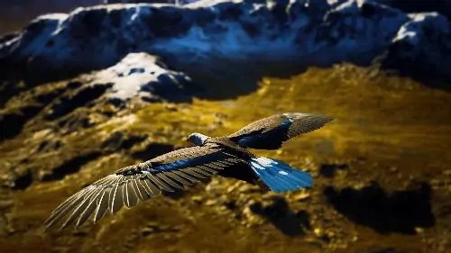 Eagle flying on the mountain
