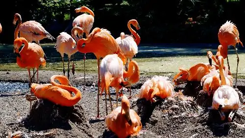 A flock of flamingos in caribbean