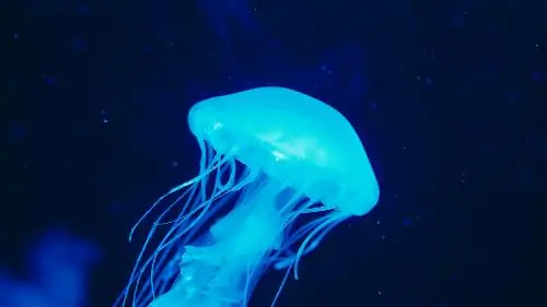 Jellyfish blue illumination jellyfish in dark water and deep ocean creature