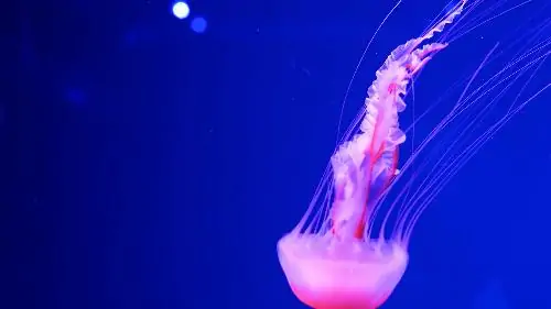 Jellyfish swim in deep waters