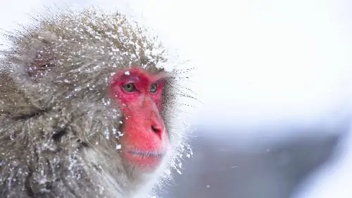 Monkey in the snow