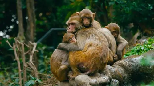 Baby monkey sleeping with his mother
