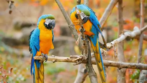 Parrot ukraine color flag