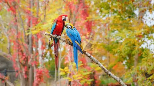 A pair of big parrots sitting on the branch